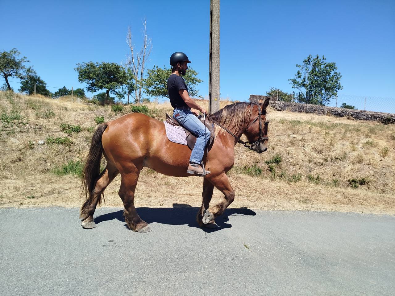 Gelding Comtois For sale 2021 Chesnut