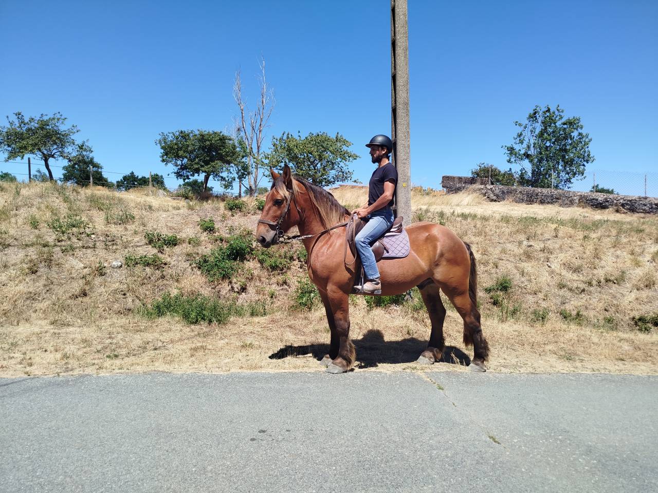 Gelding Comtois For sale 2021 Chesnut
