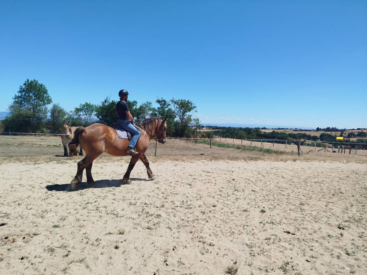 Gelding Comtois For sale 2021 Chesnut