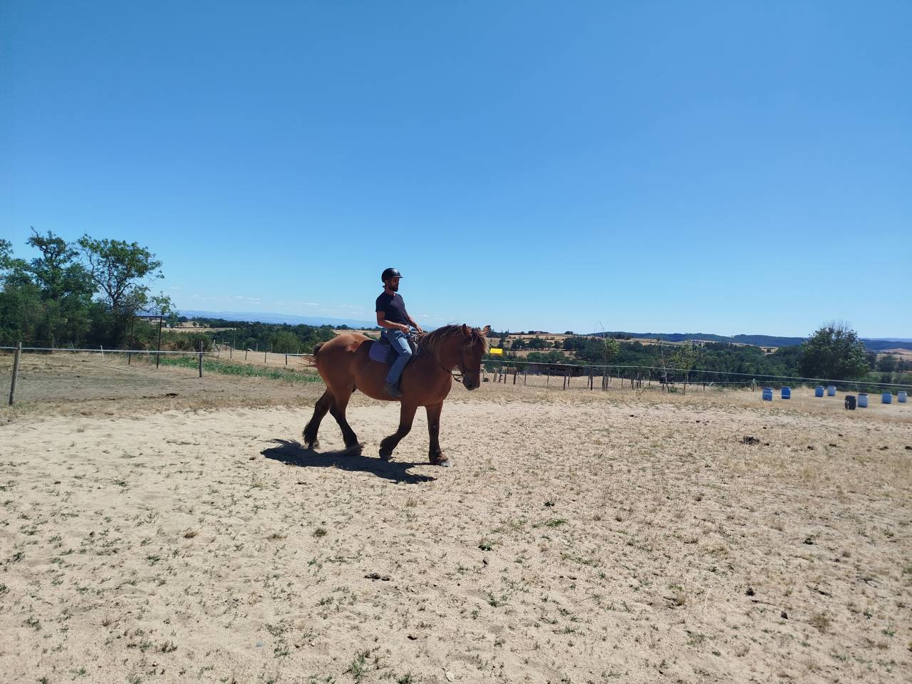 Gelding Comtois For sale 2021 Chesnut