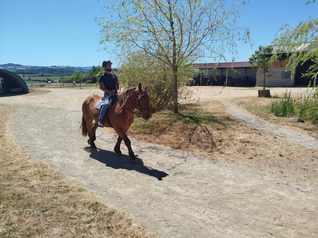 Gelding Comtois For sale 2021 Chesnut