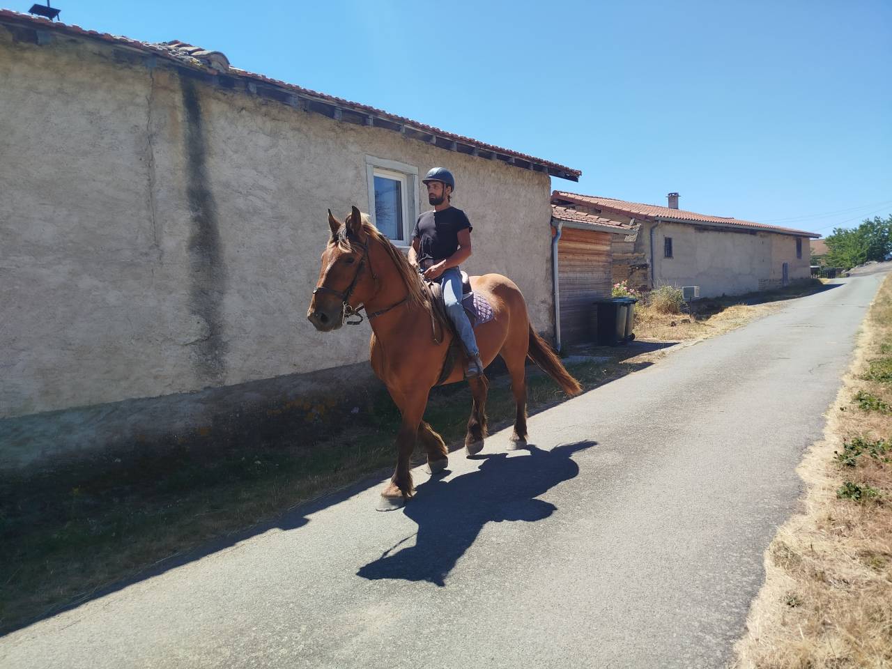 Gelding Comtois For sale 2021 Chesnut