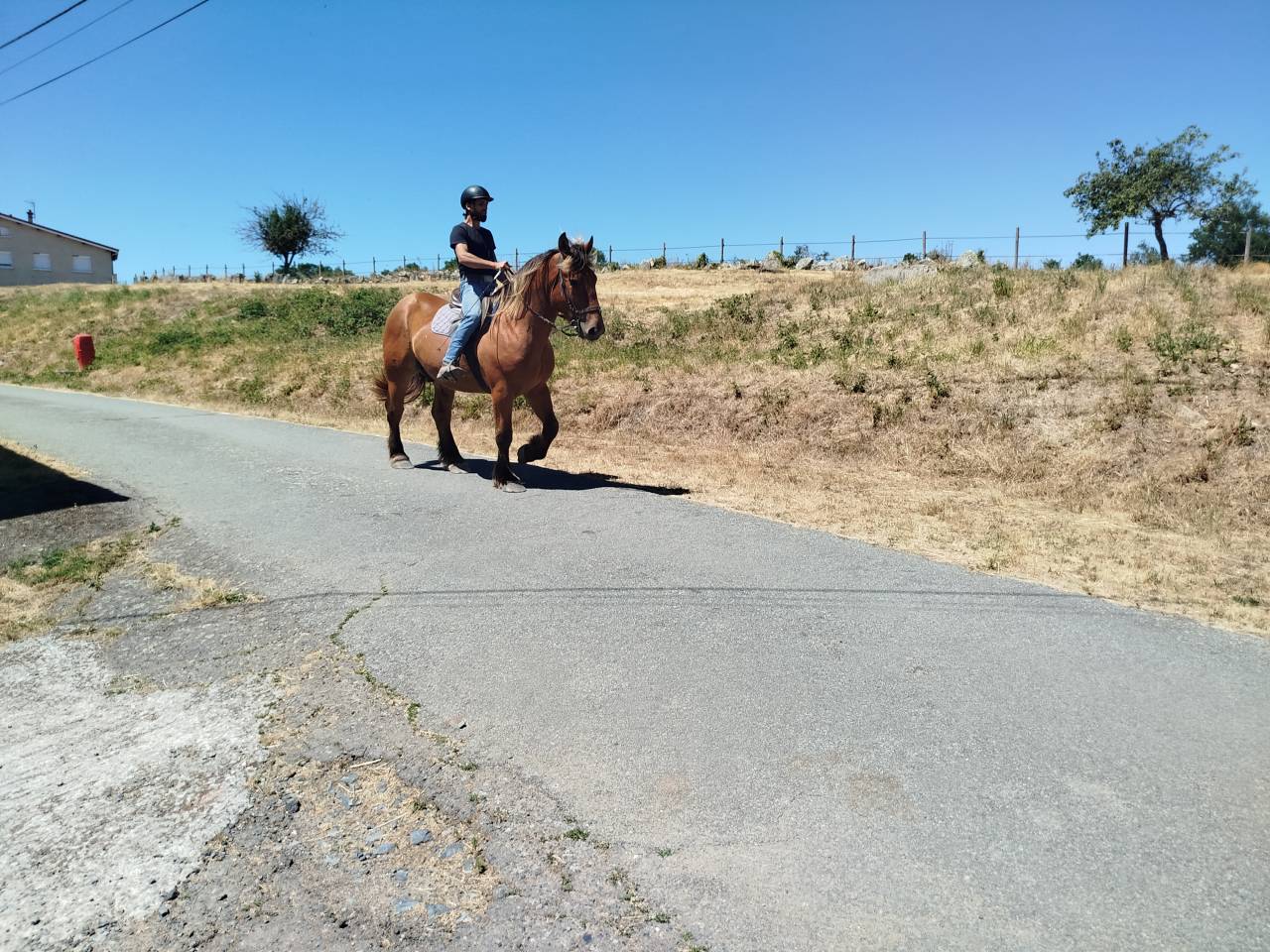 Gelding Comtois For sale 2021 Chesnut