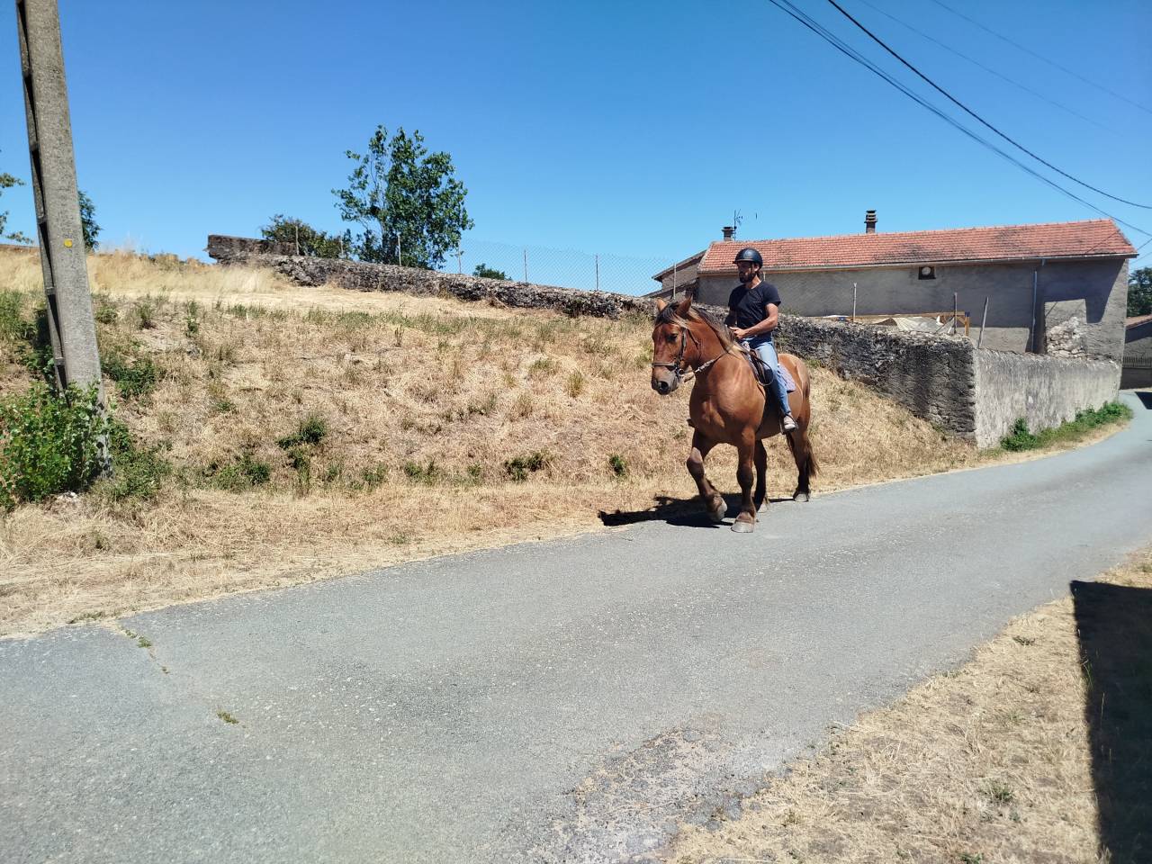 Gelding Comtois For sale 2021 Chesnut