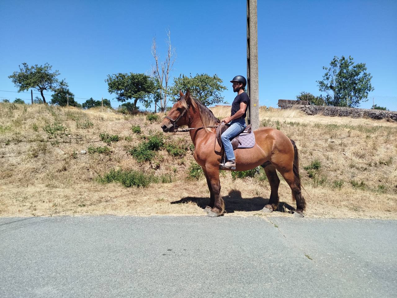 Gelding Comtois For sale 2021 Chesnut