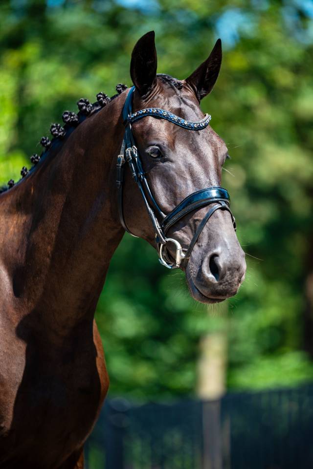Gelding KWPN Dutch Warmblood For sale 2022 Black