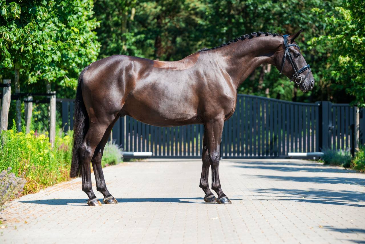 Gelding KWPN Dutch Warmblood For sale 2022 Black