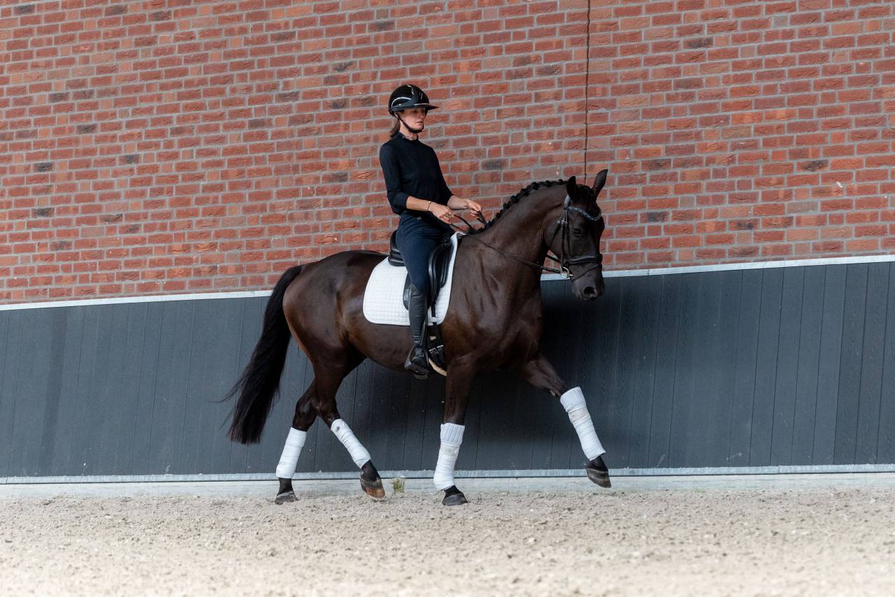 Gelding KWPN Dutch Warmblood For sale 2022 Black