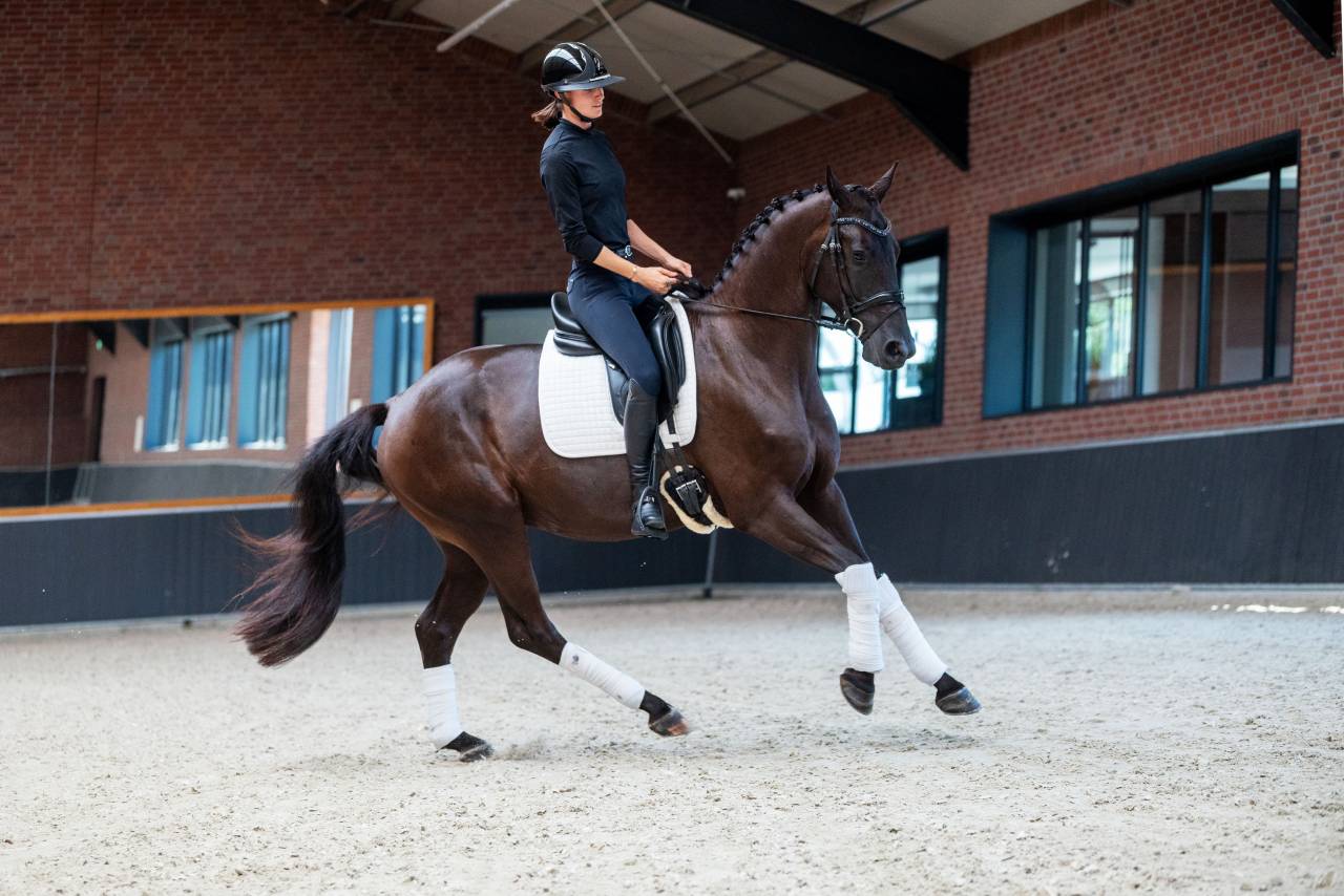 Gelding KWPN Dutch Warmblood For sale 2022 Black