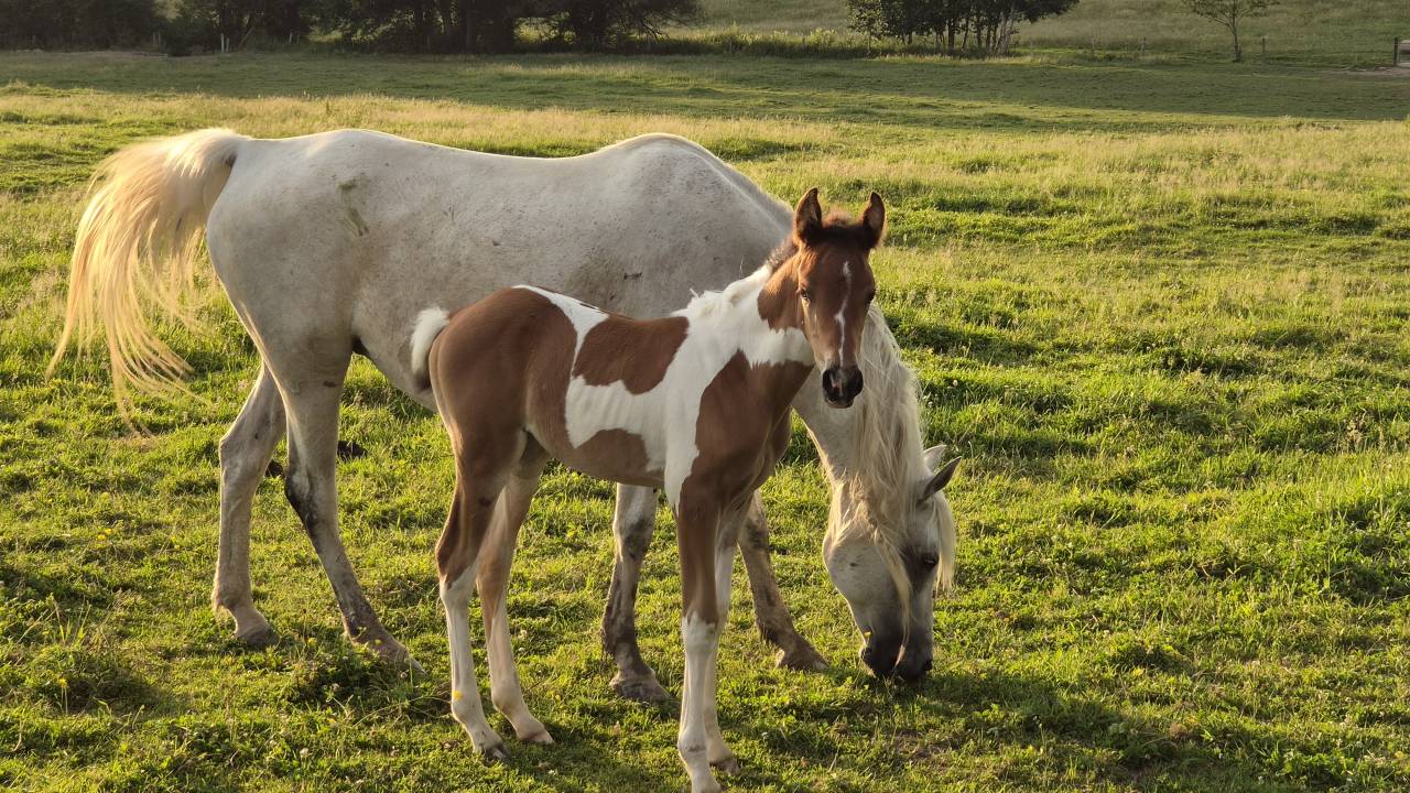 Filly Arabian Half Blood For sale 2026 Coloured