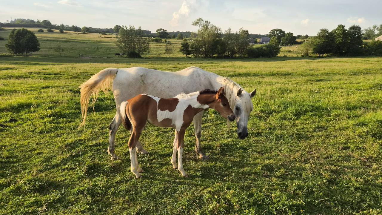 Filly Arabian Half Blood For sale 2026 Coloured