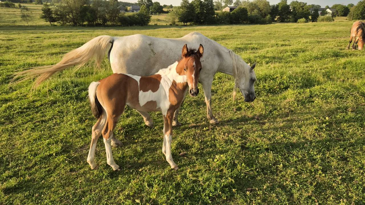 Filly Arabian Half Blood For sale 2026 Coloured