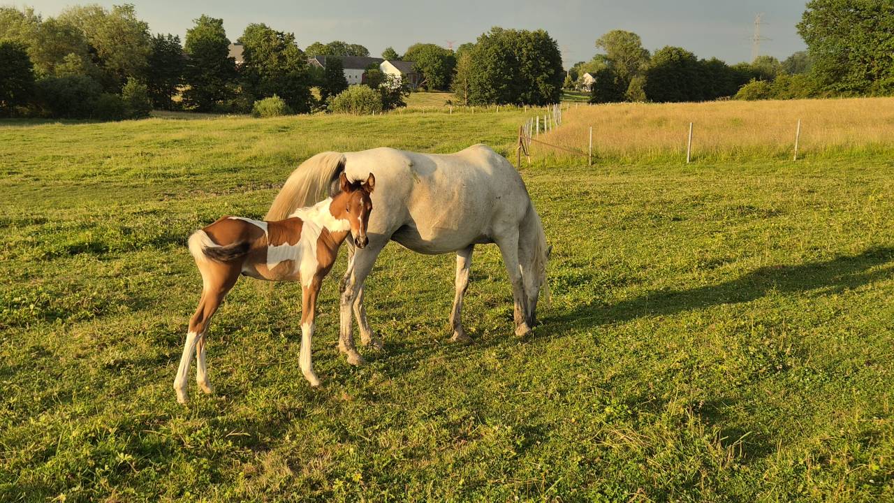 Filly Arabian Half Blood For sale 2026 Coloured