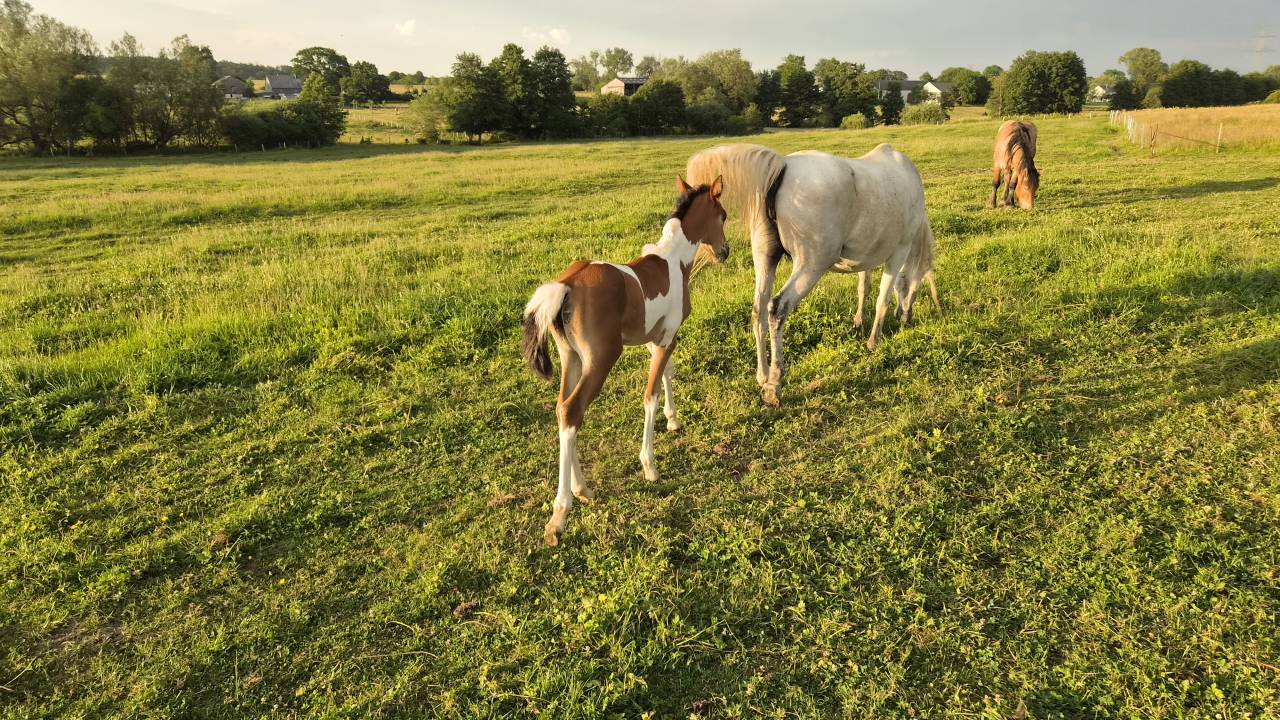 Filly Arabian Half Blood For sale 2026 Coloured