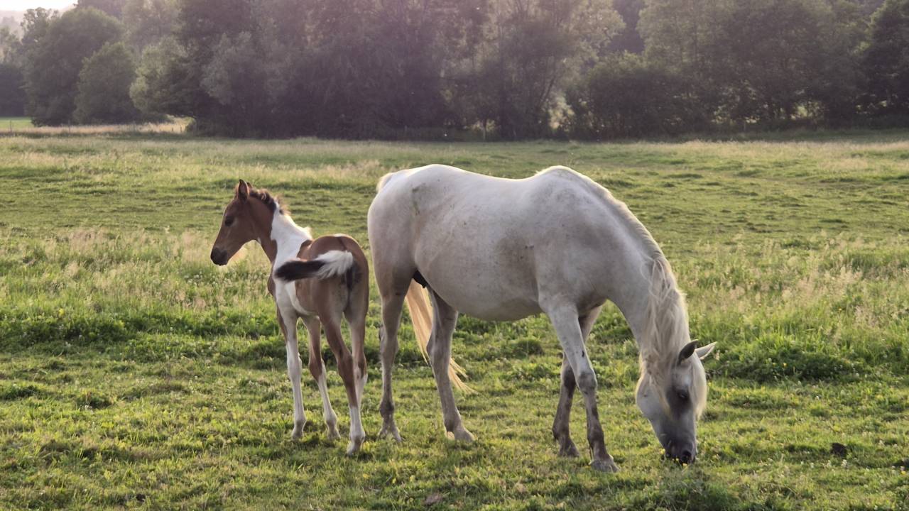 Filly Arabian Half Blood For sale 2026 Coloured