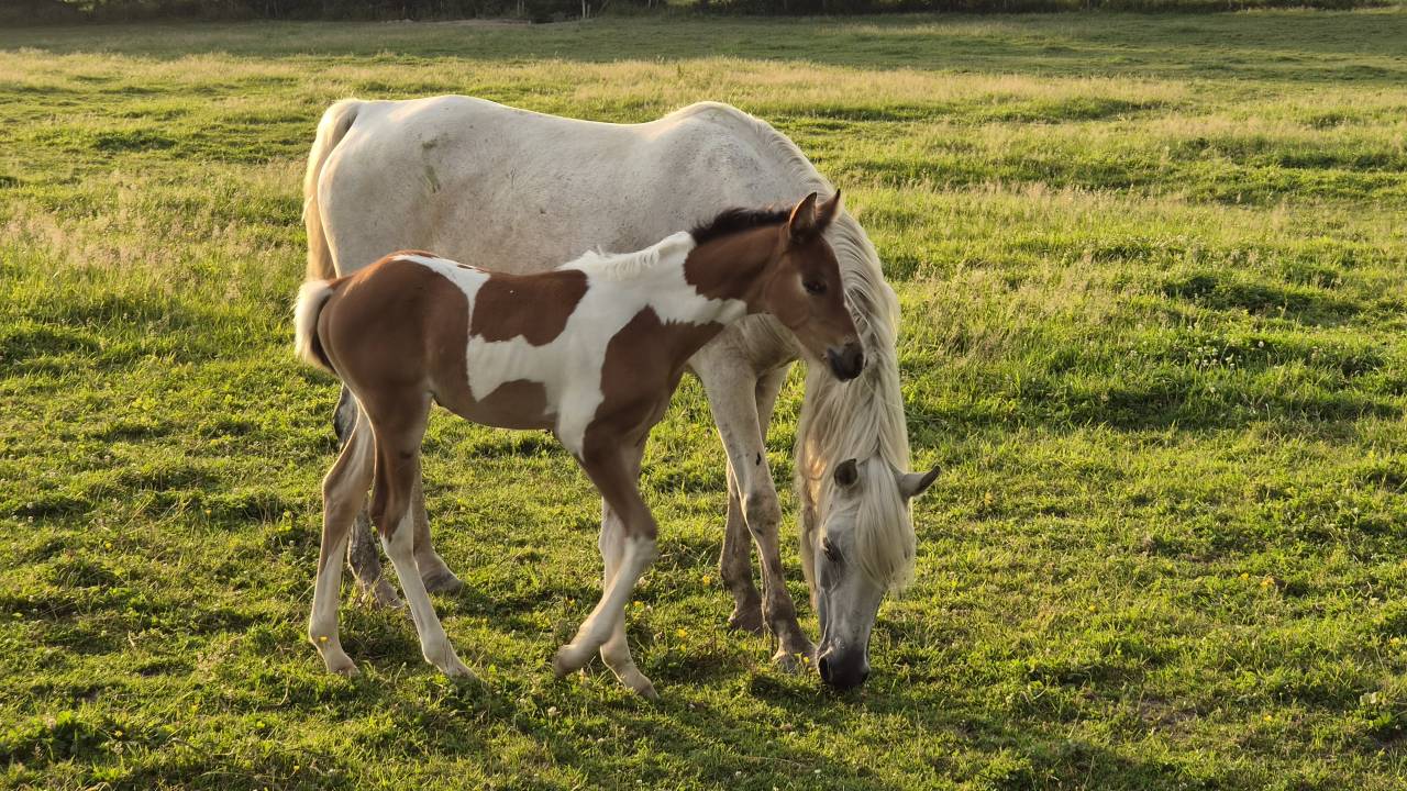 Filly Arabian Half Blood For sale 2026 Coloured