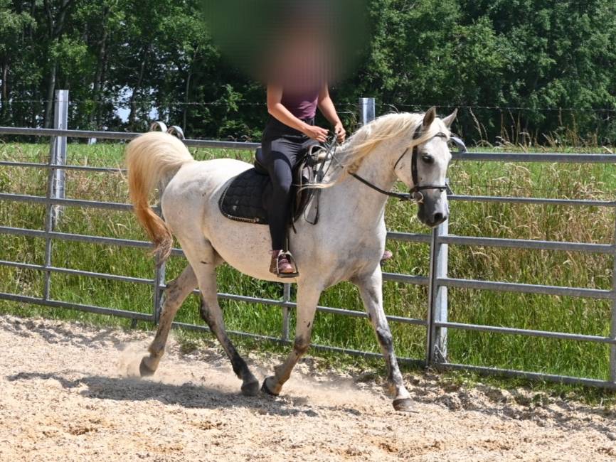 Mare Arabian Thoroughbred For sale 2012 Grey