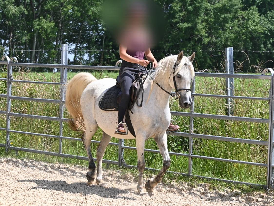 Mare Arabian Thoroughbred For sale 2012 Grey