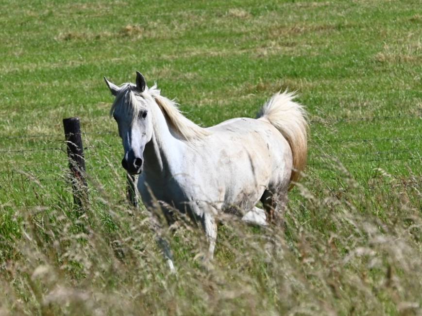 Mare Arabian Thoroughbred For sale 2012 Grey