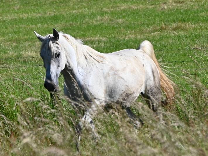 Mare Arabian Thoroughbred For sale 2012 Grey