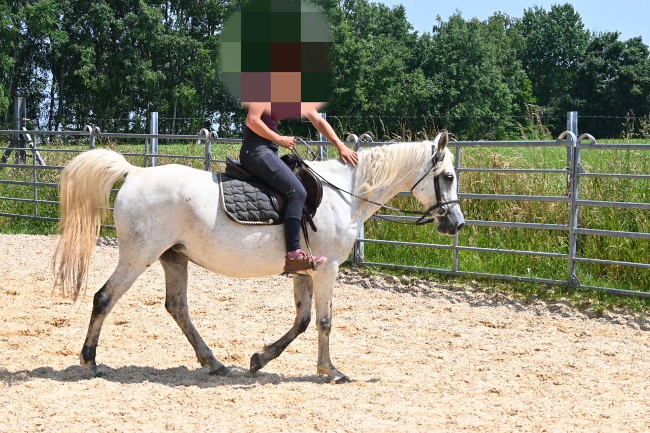 Mare Arabian Thoroughbred For sale 2012 Grey
