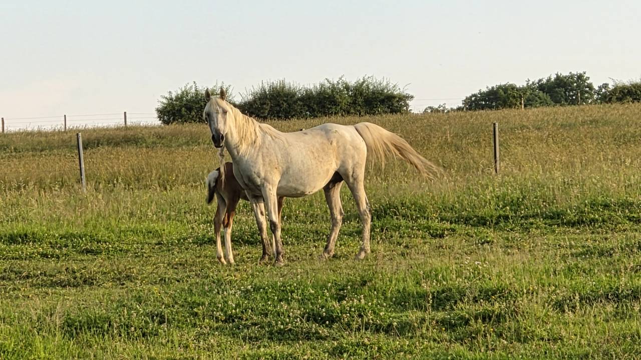 Mare Arabian Thoroughbred For sale 2012 Grey