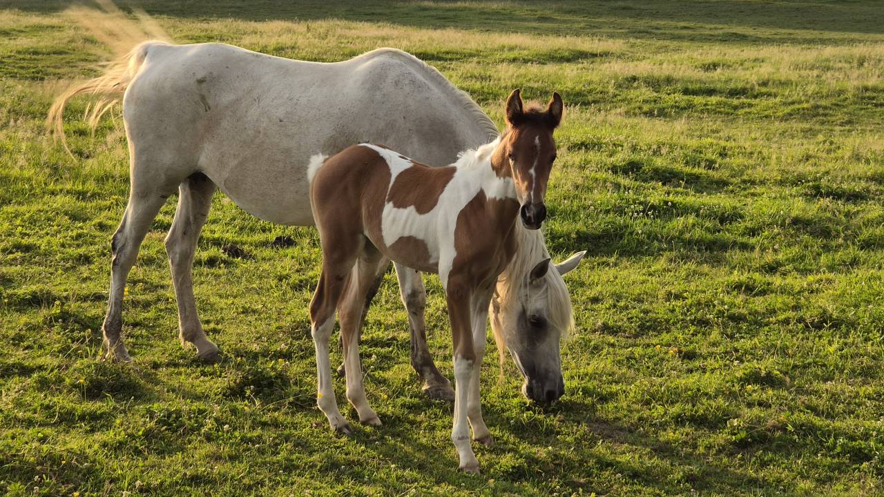 Mare Arabian Thoroughbred For sale 2012 Grey