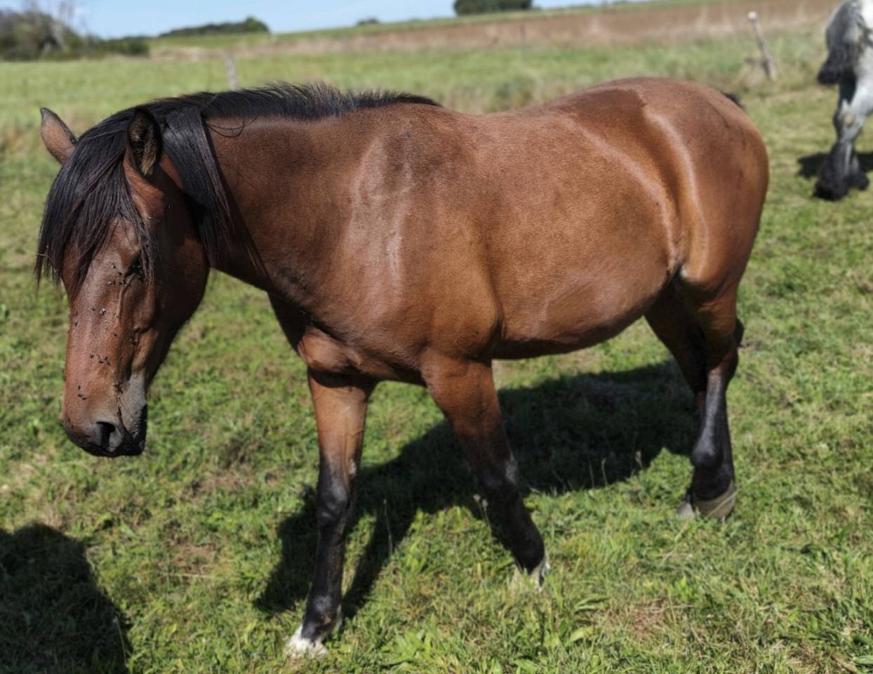 Mare Draft Cross For sale 2023 Bay