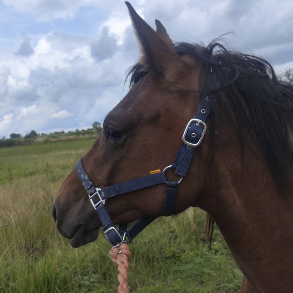 Mare Draft Cross For sale 2023 Bay