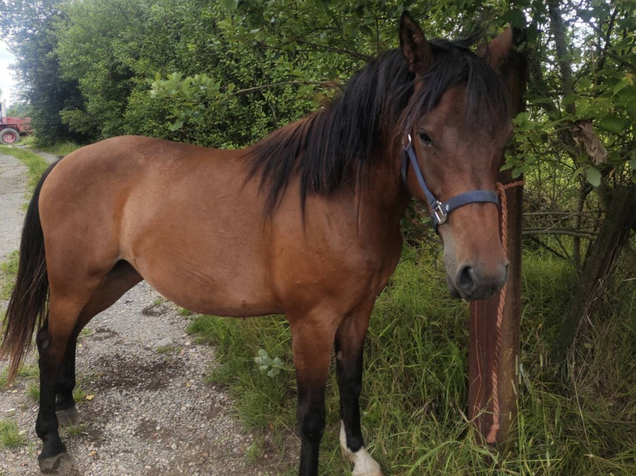 Mare Draft Cross For sale 2023 Bay