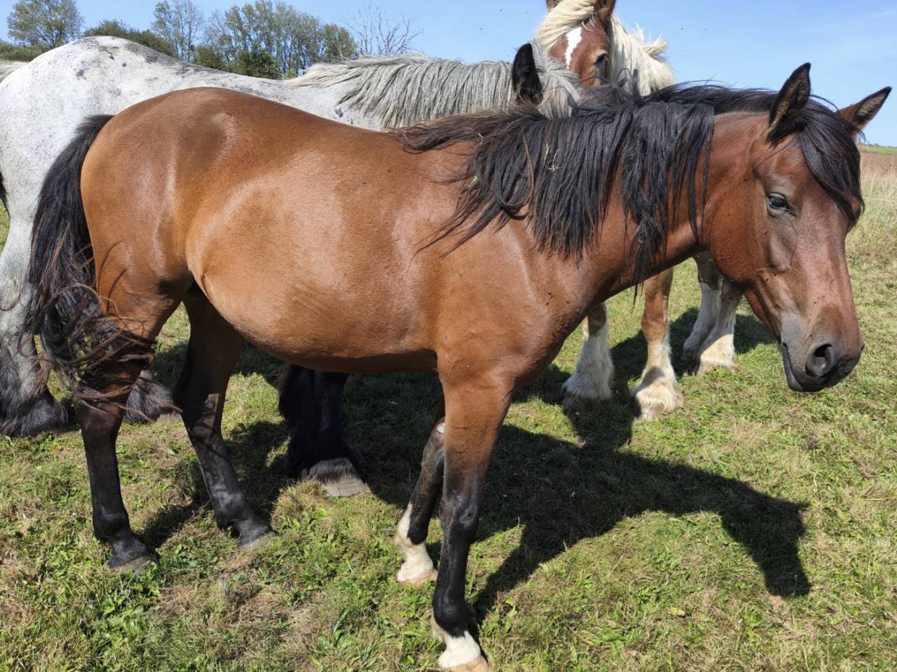 Mare Draft Cross For sale 2023 Bay