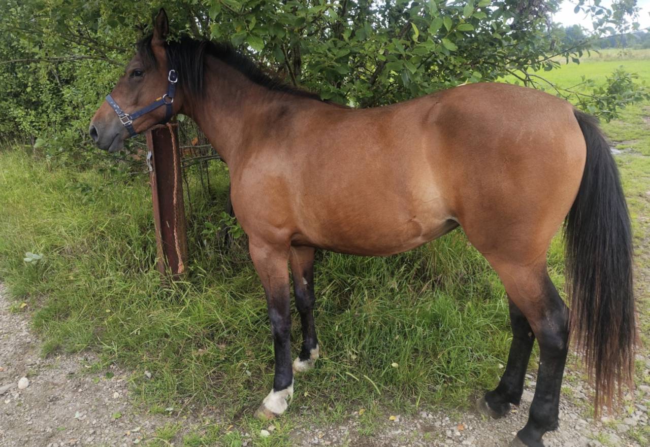 Mare Draft Cross For sale 2023 Bay
