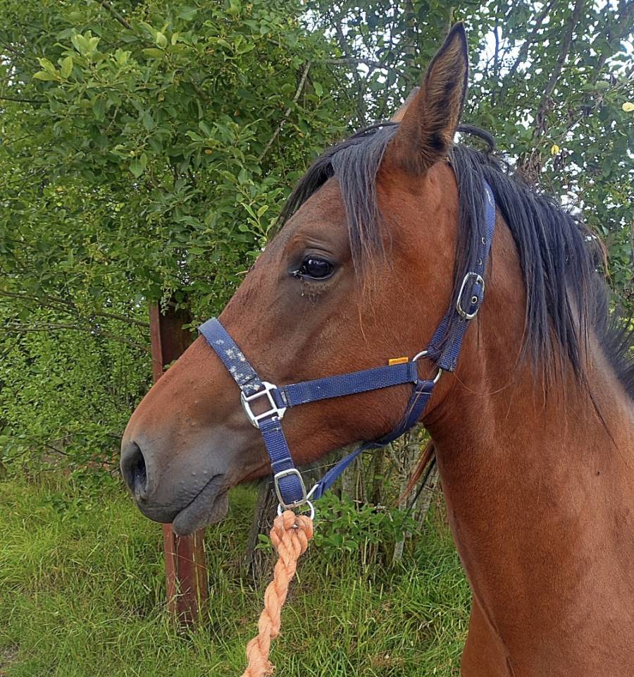 Mare Draft Cross For sale 2023 Bay
