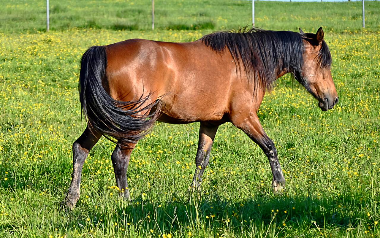 Mare Draft Cross For sale 2023 Bay