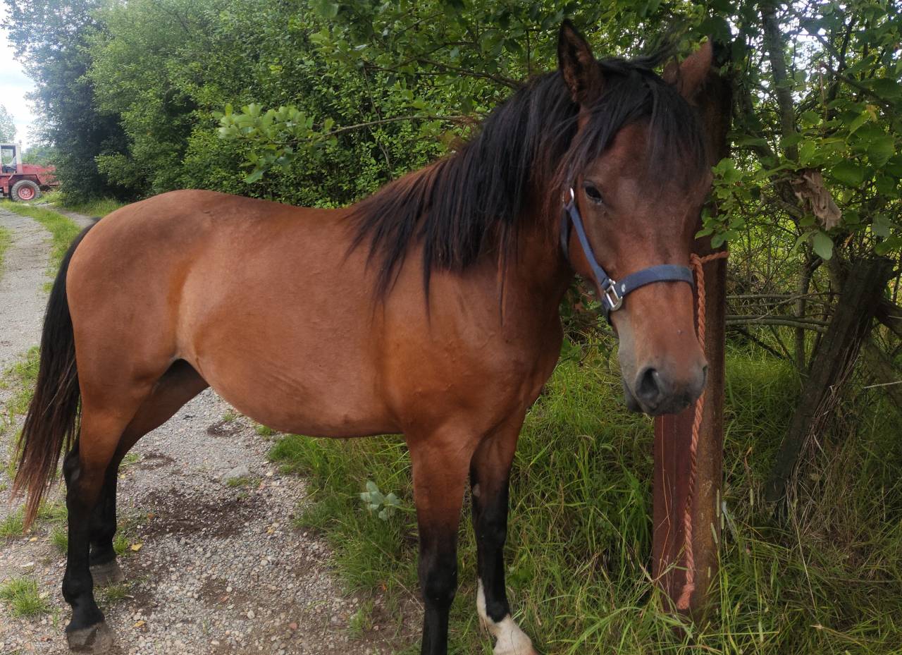 Mare Draft Cross For sale 2023 Bay
