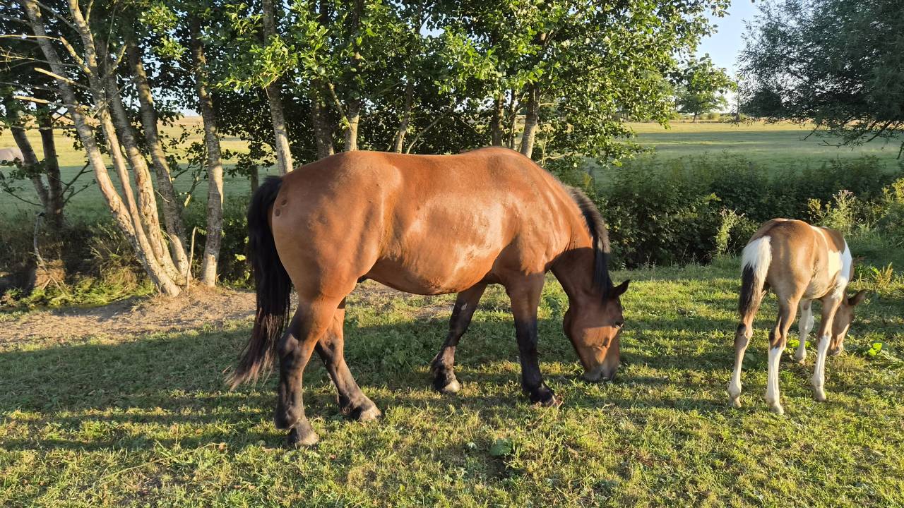Gelding Normandy Cob For sale 2023 Bay