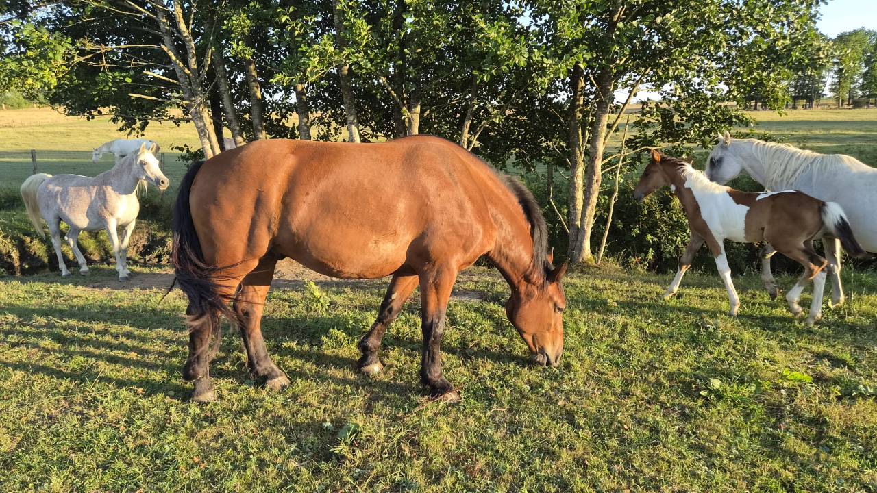 Gelding Normandy Cob For sale 2023 Bay