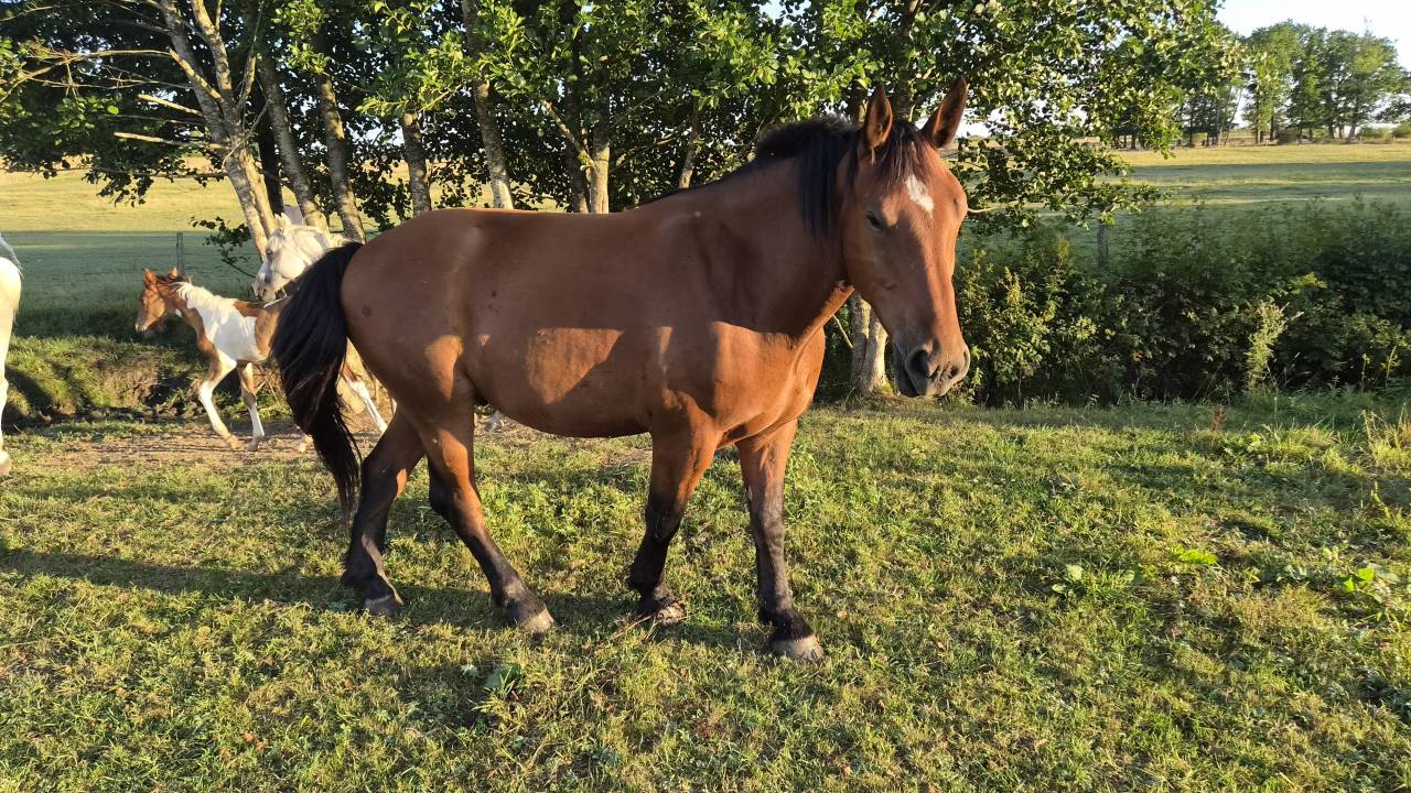 Gelding Normandy Cob For sale 2023 Bay