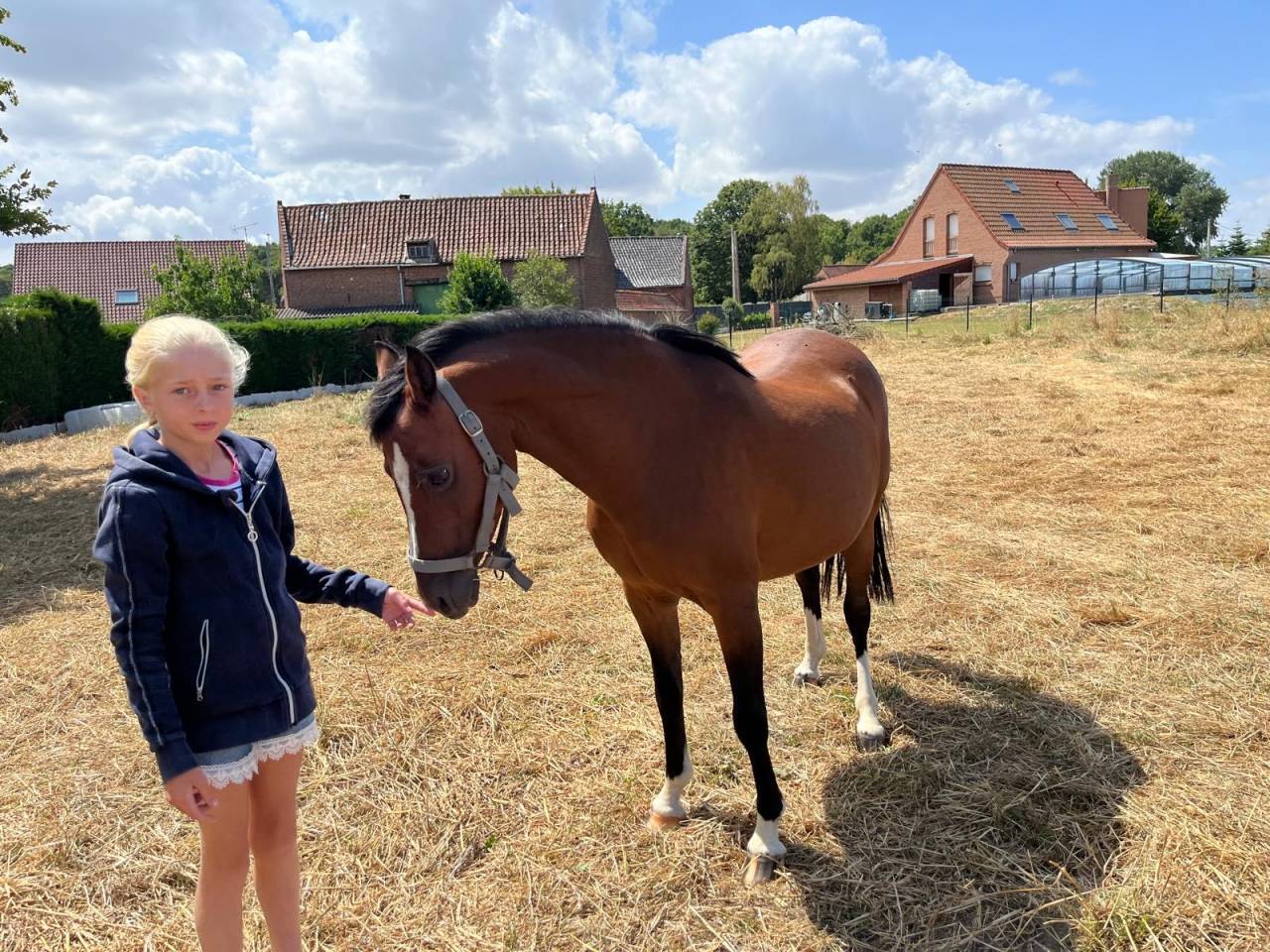 Broodmare Welsh Pony (Section C) For sale 2012 Bay
