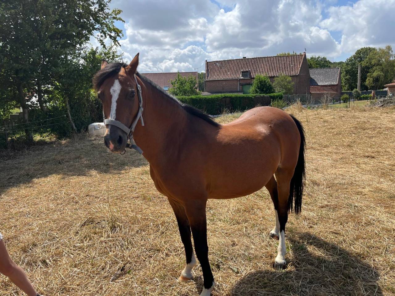 Broodmare Welsh Pony (Section C) For sale 2012 Bay