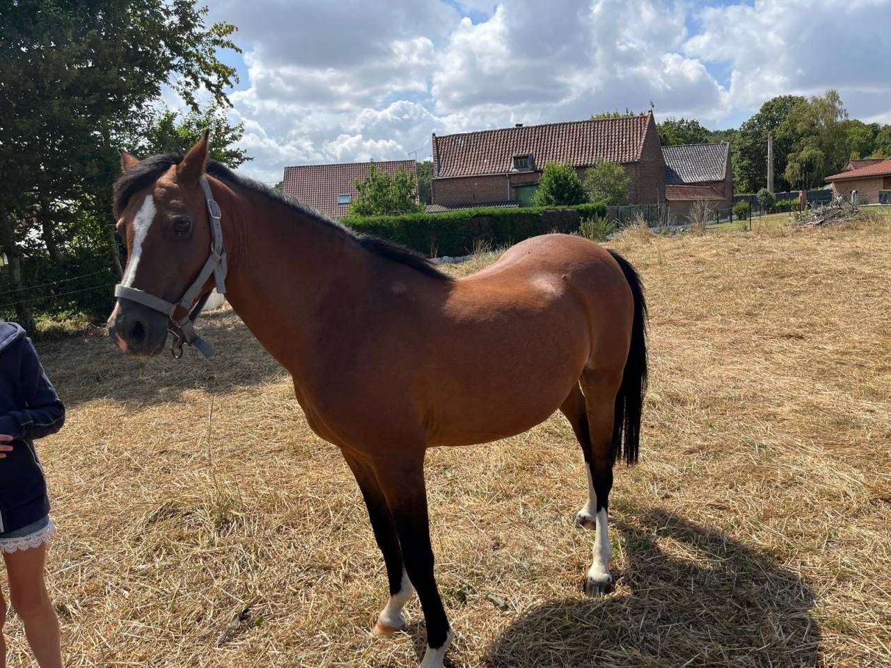 Broodmare Welsh Pony (Section C) For sale 2012 Bay