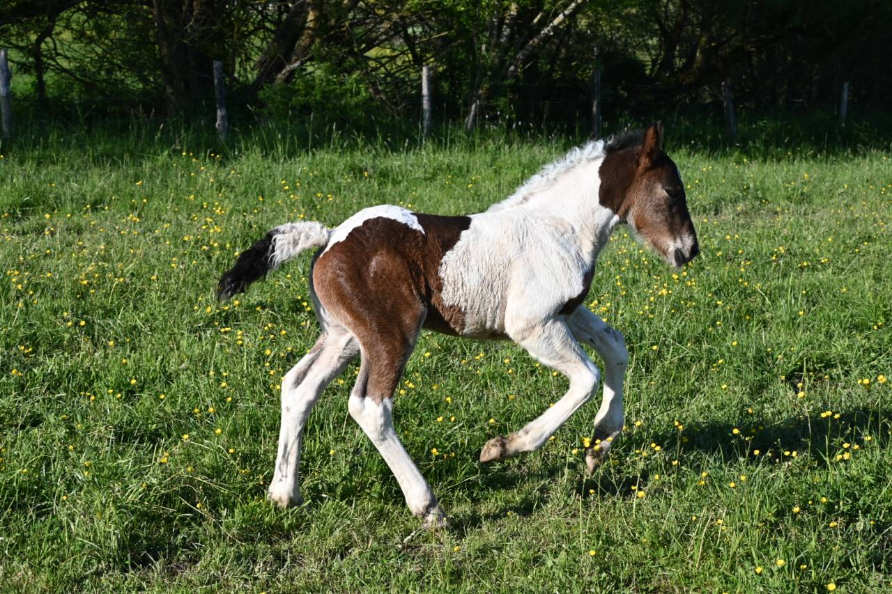 Filly Draft Cross For sale 2026 Coloured