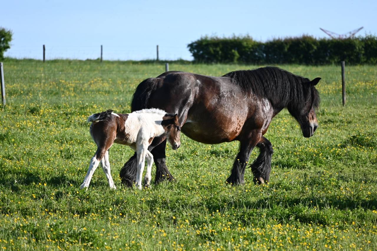 Filly Draft Cross For sale 2026 Coloured
