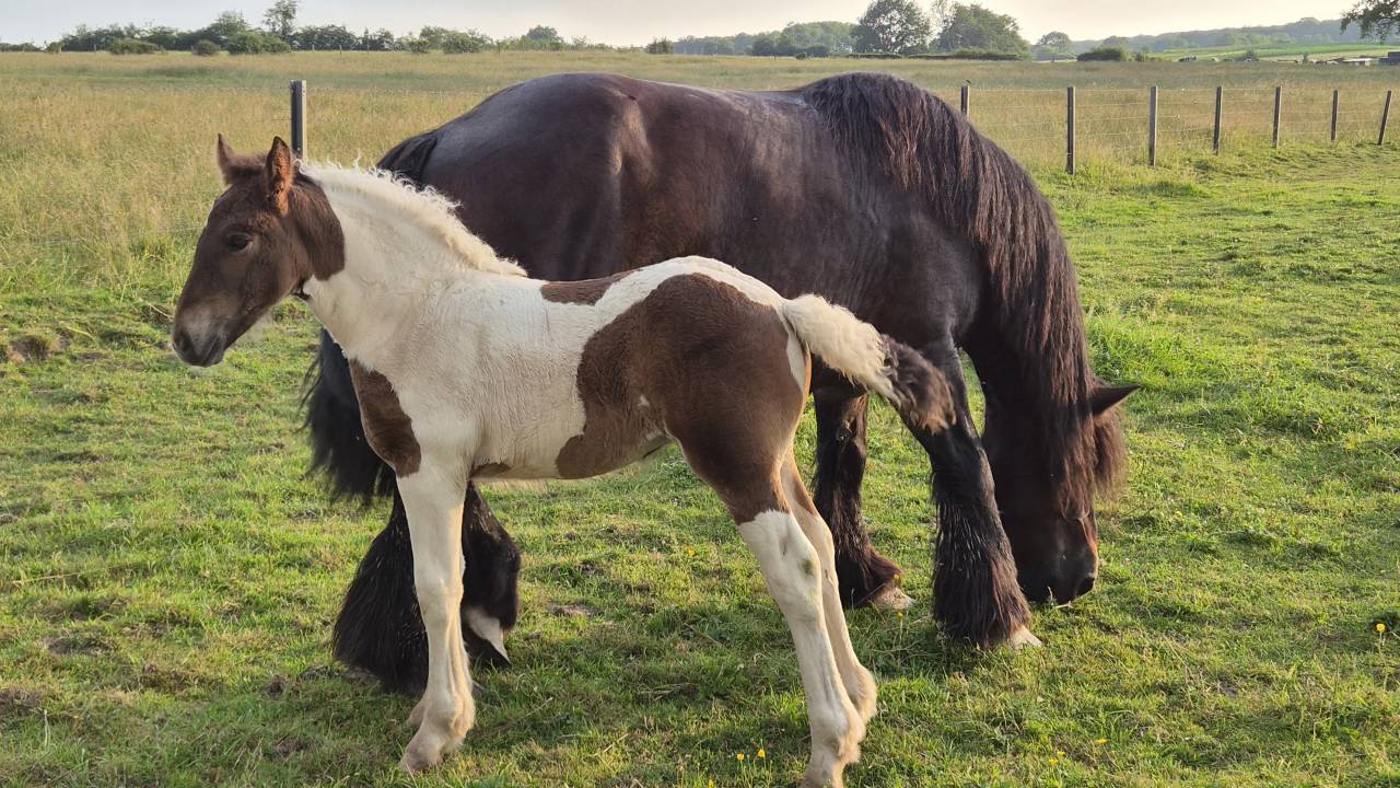 Filly Draft Cross For sale 2026 Coloured