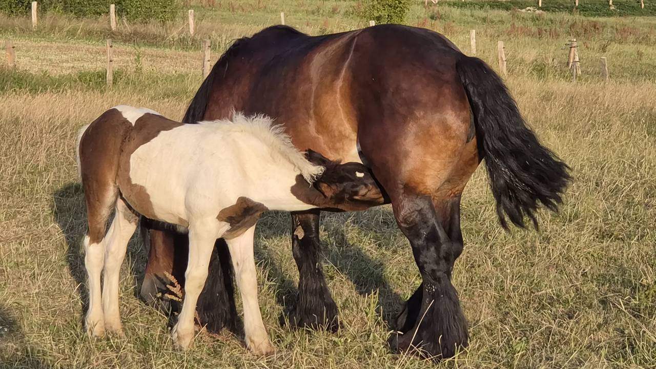 Filly Draft Cross For sale 2026 Coloured