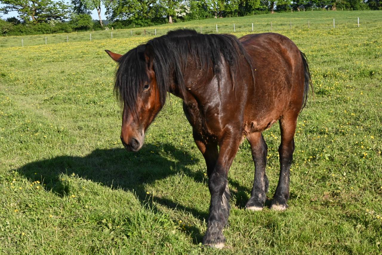 Gelding Draft For sale 2023 Bay