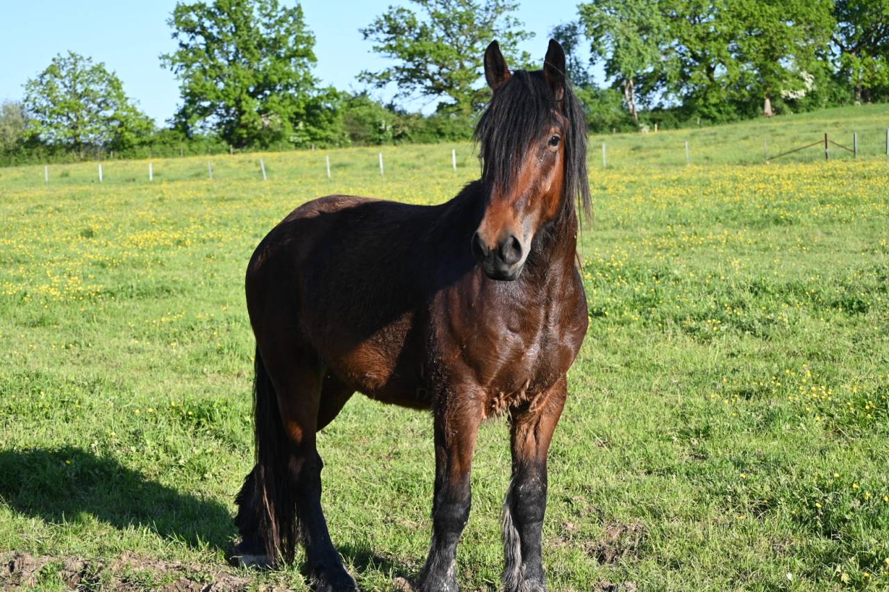 Gelding Draft For sale 2023 Bay