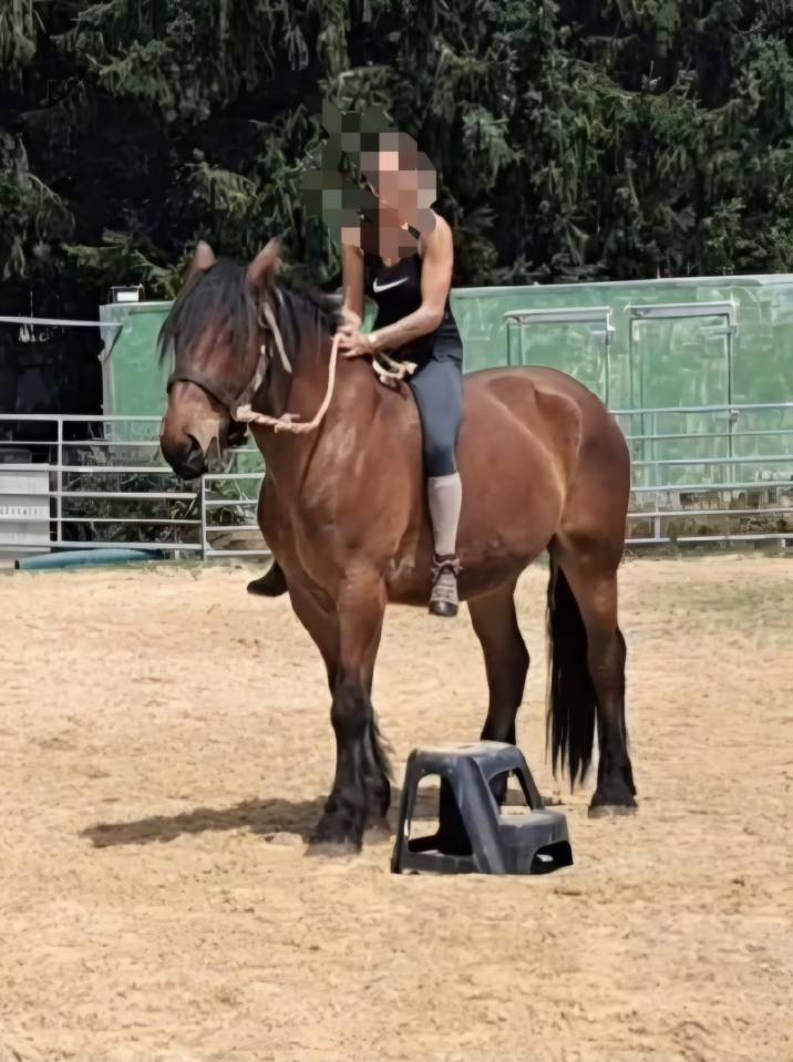 Gelding Draft For sale 2023 Bay