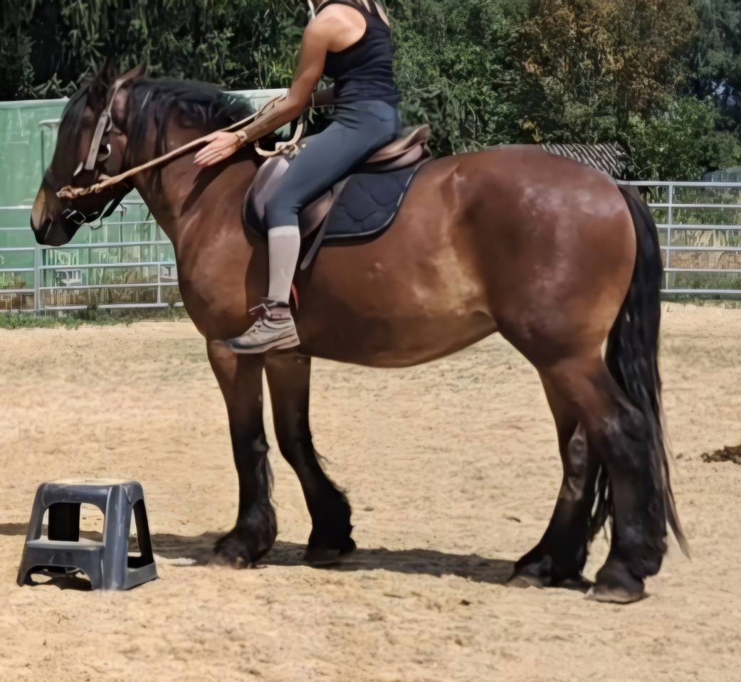 Gelding Draft For sale 2023 Bay