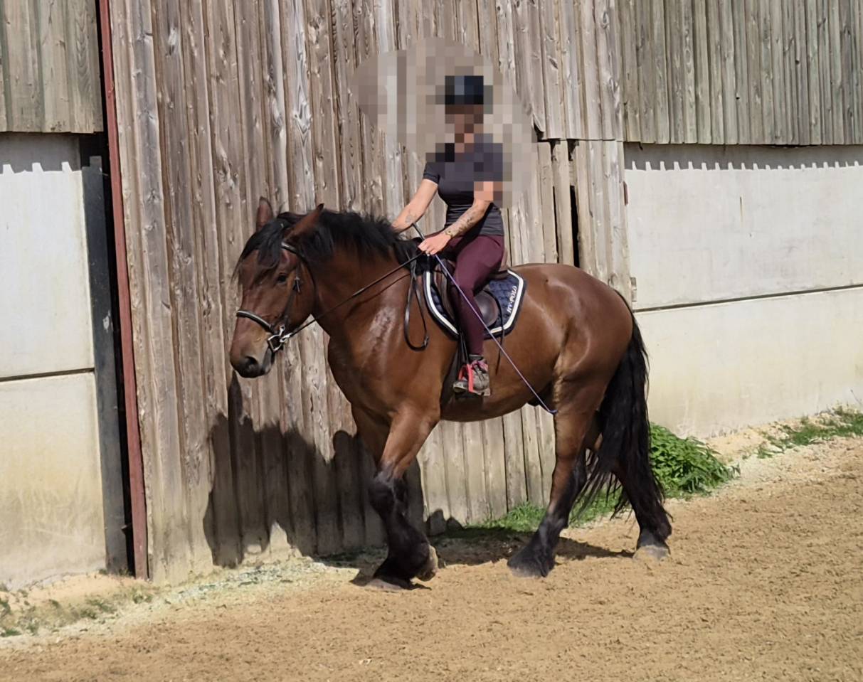 Gelding Draft For sale 2023 Bay